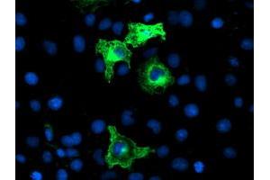 Image no. 3 for anti-Anaphase Promoting Complex Subunit 2 (ANAPC2) antibody (ABIN1496638)