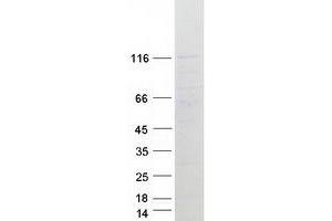 MIB1 Protein (Myc-DYKDDDDK Tag)