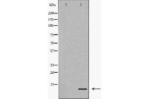 Western blot analysis of extracts of SGC7901, using CCL4 antibody. (CCL4 Antikörper  (Internal Region))