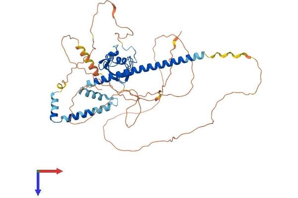 GMEB2 Protein (AA 1-530) (His tag)