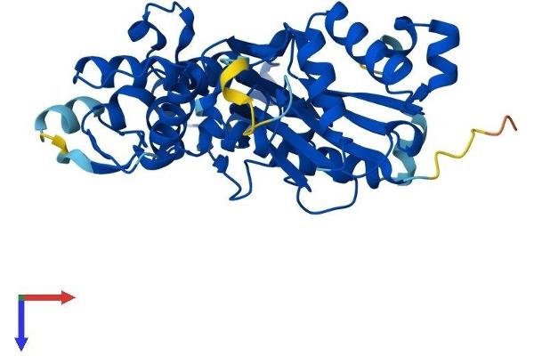 ACTR1B Protein (AA 1-376) (His tag)