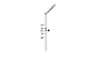 All lanes : Anti-QPCTL Antibody (C-term) at 1:1000 dilution Lane 1:Mouse cerebellum lysate Lysates/proteins at 20 μg per lane. (QPCTL Antikörper  (C-Term))