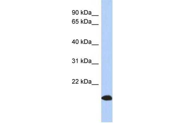 ARL17 Antikörper  (Middle Region)