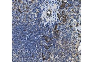 IHC analysis of PLSCR1 using anti-PLSCR1 antibody (ABIN7599471). (PLSCR1 Antikörper  (AA 1-54))