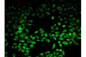 IHC-P analysis of Human HeLa cells, with FITC staining. (PIK3AP1 Antikörper  (AA 489-730))