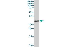 ELA3A MaxPab polyclonal antibody. (Elastase 3A Antikörper  (AA 1-270))