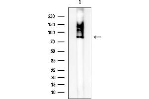 anti-Complement Component 1, S Subcomponent (C1S) (C-Term) antibody