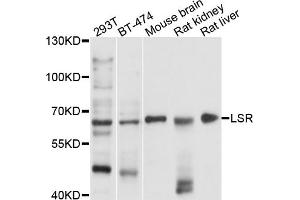 Western blot analysis of extracts of various cell lines, using LSR antibody. (LSR Antikörper)