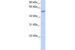 Western Blotting (WB) image for anti-Collagen, Type XXVI, alpha 1 (COL26A1) (C-Term) antibody (ABIN636080)