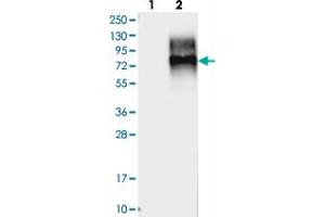 Western blot analysis of Lane 1: Negative control (vector only transfected HEK293T lysate), Lane 2: Over-expression Lysate (Co-expressed with a C-terminal myc-DDK tag (~3. (LMBRD1 Antikörper)