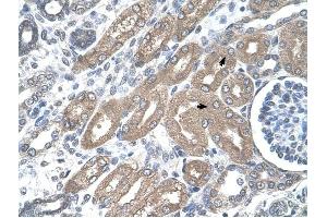 CDH8 antibody was used for immunohistochemistry at a concentration of 4-8 ug/ml to stain Epithelial cells of renal tubule (arrows) in Human Kidney. (Cadherin 8 Antikörper  (Middle Region))