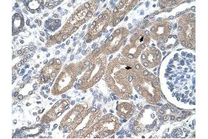 CDH8 antibody was used for immunohistochemistry at a concentration of 4-8 ug/ml to stain Epithelial cells of renal tubule (arrows) in Human Kidney. (Cadherin 8 Antikörper  (Middle Region))