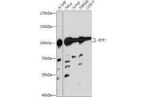 Western blot analysis of extracts of various cell lines, using RTF1 antibody (ABIN7270107) at 1:1000 dilution. (RTF1 Antikörper  (AA 300-400))