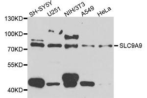 Western blot analysis of extracts of various cell lines, using SLC9A9 antibody (ABIN5974556) at 1/1000 dilution. (SLC9A9 Antikörper)