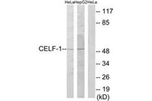 Western blot analysis of extracts from HeLa/HepG2 cells, using CELF-1 Antibody.
