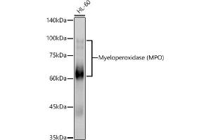 Western blot analysis of extracts of HL-60 cells, using Myeloperoxidase (MPO) antibody (ABIN6128315, ABIN6143964, ABIN6143965 and ABIN6217844) at 1:1000 dilution. (Myeloperoxidase Antikörper  (AA 50-310))