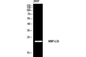 Western Blot (WB) analysis of 293 using MRP-L35 antibody. (MRPL35 Antikörper)