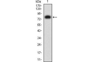 Western blot analysis using B7H3 mAb against human B7H3 (AA: extra 29-466) recombinant protein. (CD276 Antikörper  (AA 29-466))