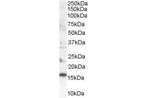 Western Blotting (WB) image for anti-SH2 Domain Containing 1A (SH2D1A) (AA 99-112) antibody (ABIN297646)