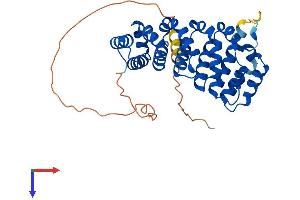 ARMC10 Protein (AA 1-343) (His tag)