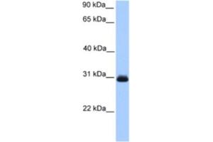 Western Blotting (WB) image for anti-Hydroxyacylglutathione Hydrolase (HAGH) antibody (ABIN2463633) (HAGH Antikörper)