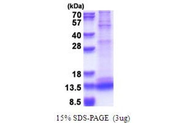 Caspase 3 Protein (CASP3) (AA 176-277)