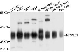 Western blot analysis of extracts of various cell lines, using MRPL39 antibody (ABIN4904420) at 1:1000 dilution.