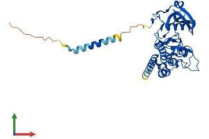 AlphaFold protein structure predicition of Human Recombinant POMK Protein, UniprotID Q9H5K3