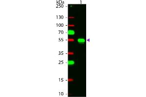 Western Blot of Chicken anti-Rabbit IgG Rhodamine Conjugated Secondary Antibody. (Huhn anti-Kaninchen IgG (Heavy & Light Chain) Antikörper (TRITC) - Preadsorbed)