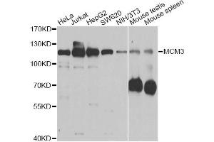 Western blot analysis of extracts of various cell lines, using MCM3 antibody (ABIN5970419) at 1/1000 dilution. (MCM3 Antikörper)