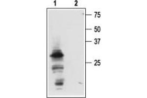 Western blot analysis of mouse submandibular glands (SMGs): - 1. (Nerve Growth Factor Antikörper  (Pro-Domain))