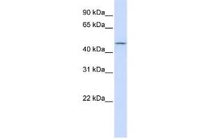 Western Blotting (WB) image for anti-Carbohydrate (N-Acetylglucosamine 6-O) Sulfotransferase 6 (CHST6) antibody (ABIN2459242) (CHST6 Antikörper)