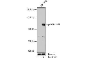 Western blot analysis of extracts of NIH/3T3 cells, using Phospho-HSL-S853 Rabbit mAb (ABIN7268280) at 1:1000 dilution. (LIPE Antikörper  (pSer853))