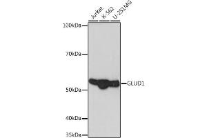 Western blot analysis of extracts of various cell lines, using GLUD1 Rabbit mAb (ABIN7267411) at 1:1000 dilution.