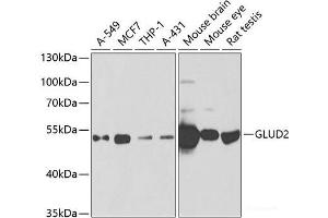 Western blot analysis of extracts of various cell lines using GLUD2 Polyclonal Antibody at dilution of 1:1000. (GLUD2 Antikörper)