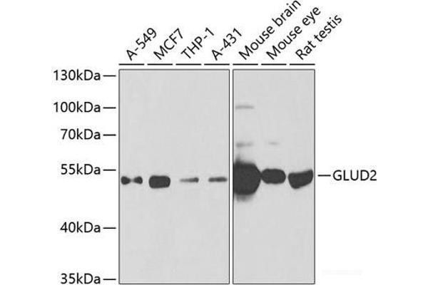 GLUD2 anticorps