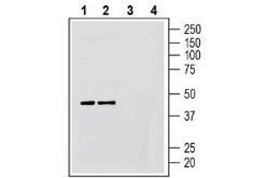 Western blot analysis of human Daudi B-lymphoblast cell line lysates (lanes 1 and 3) and human Jurkat T-cell leukemia cell line lysates (lanes 2 and 4):1-2. (G Protein-Coupled Receptor 183 (GPR183) Peptid)