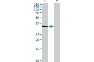 Western Blot analysis of CDK3 expression in transfected 293T cell line by CDK3 MaxPab polyclonal antibody. (CDK3 Antikörper  (AA 1-305))