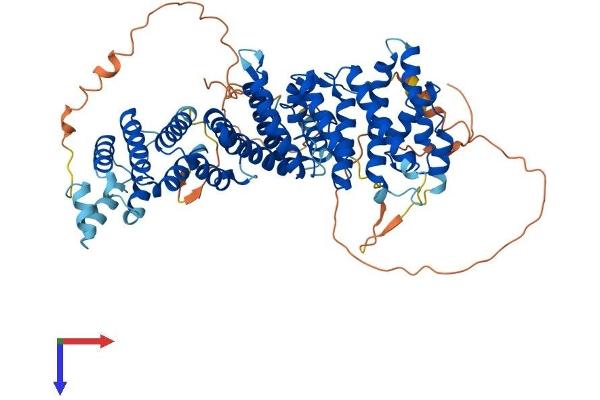 RRN3 Protein (AA 1-656) (His tag)
