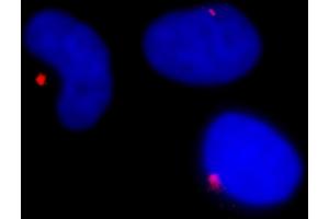 Immunofluorescence (IF) image for anti-Pericentrin (PCNT) (AA 175-225) antibody (ABIN7448392) (PCNT Antikörper  (AA 175-225))