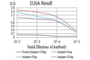 Black line: Control Antigen (100 ng),Purple line: Antigen (10 ng), Blue line: Antigen (50 ng), Red line:Antigen (100 ng) (RANKL Antikörper  (AA 74-308))