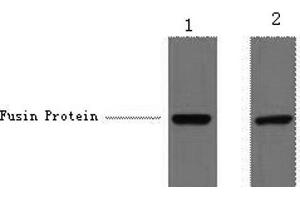 Western Blot analysis of 1 μg V5 fusion protein using V5-Tag Monoclonal Antibody at dilution of 1) 1:5000 2) 1:10000. (V5 Epitope Tag Antikörper)