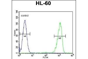 ENTPD3 Antibody (C-term) (ABIN654673 and ABIN2844368) flow cytometric analysis of HL-60 cells (right histogram) compared to a negative control (left histogram). (ENTPD3 Antikörper  (C-Term))