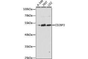 Western blot analysis of extracts of various cell lines, using CD2BP2 antibody  at 1:1000 dilution. (CD2BP2 Antikörper  (AA 1-341))