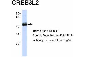 CREB3L2 Antikörper  (N-Term)