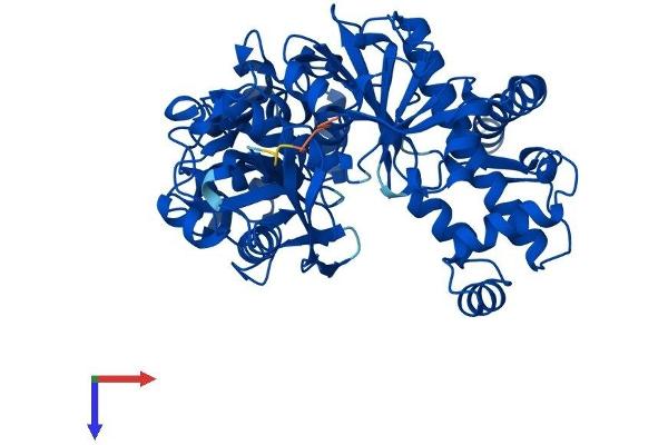 FGGY Protein (AA 1-552) (His tag)