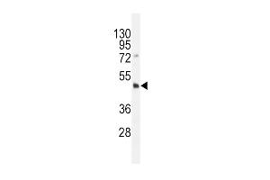 Dnmt3L- (ABIN387892 and ABIN2844125) western blot analysis in HL-60 cell line lysates (35 μg/lane). (DNMT3L Antikörper  (C-Term))