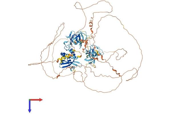 SH3PXD2B Protein (AA 1-911) (His tag)