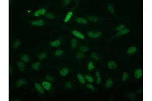 Image no. 4 for anti-Chromosome 2 Open Reading Frame 40 (C2orf40) antibody (ABIN1497047) (C2orf40 Antikörper)