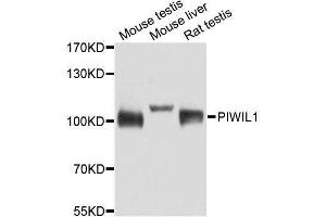 Western blot analysis of extracts of various cell lines, using PIWIL1 antibody. (PIWIL1 Antikörper)